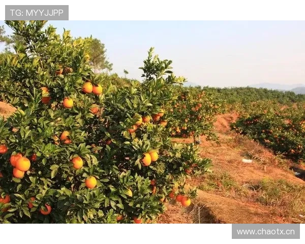 ✅体育直播🏆世界杯直播🏀NBA直播⚽- 发往印度 赣南早熟脐橙海外抢“鲜”上市- sports ✅体育直播🏆世界杯直播🏀NBA直播⚽- 发往印度 赣南早熟脐橙海外抢“鲜”上市- sports